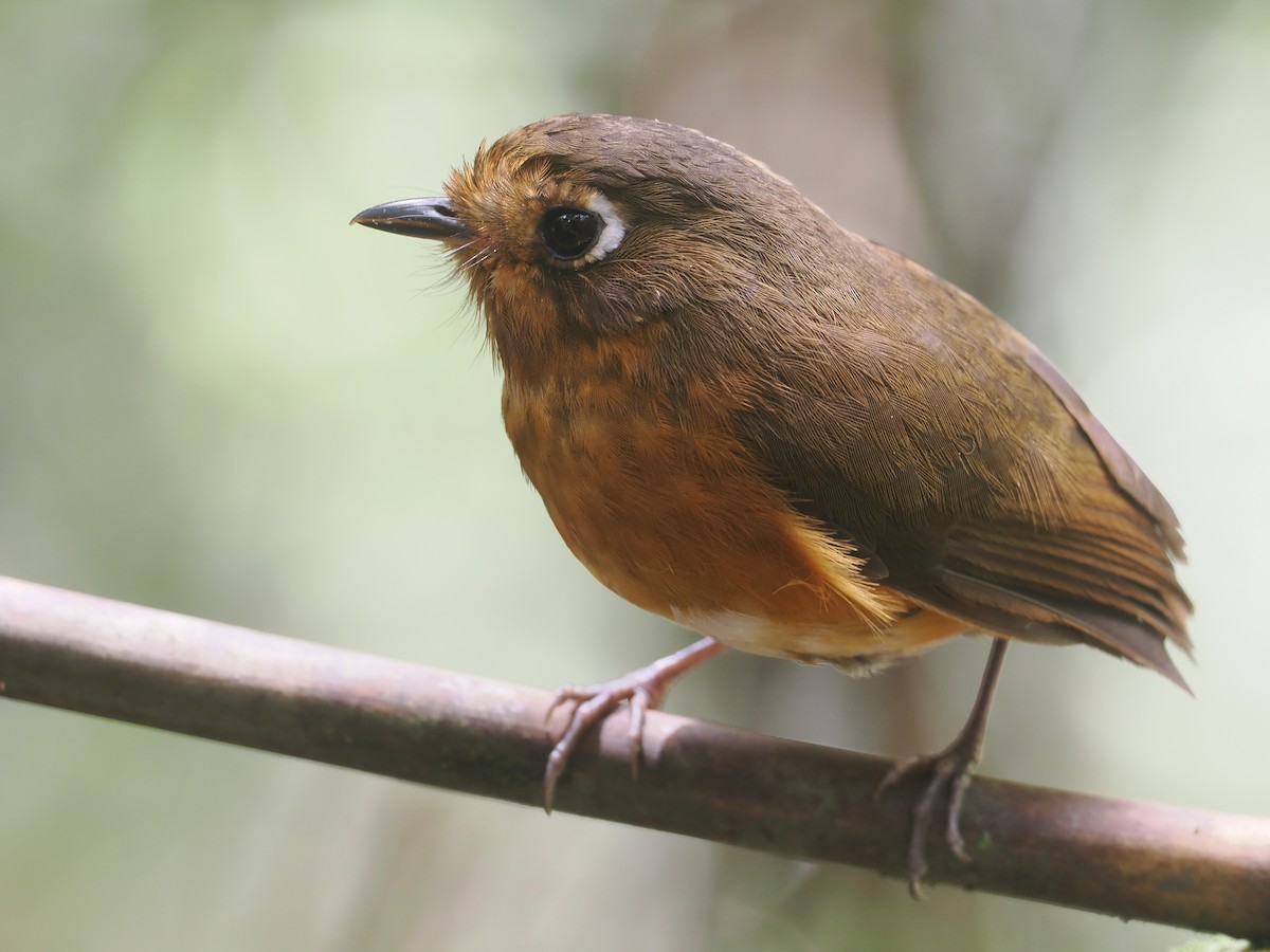Leymebamba Antpitta - ML646212768
