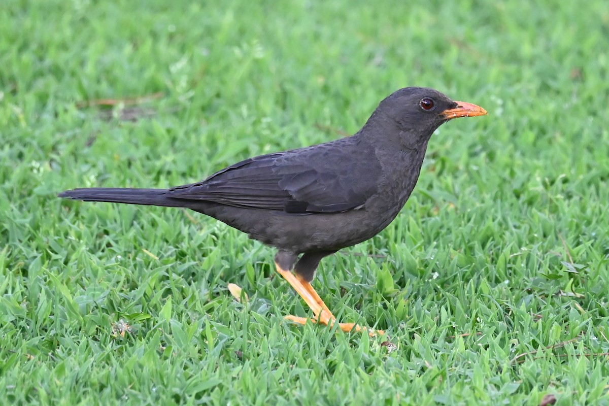 Great Thrush - ML646212769
