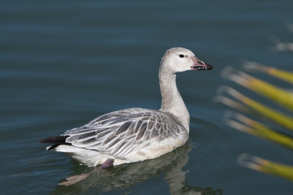 Snow Goose - ML646212770