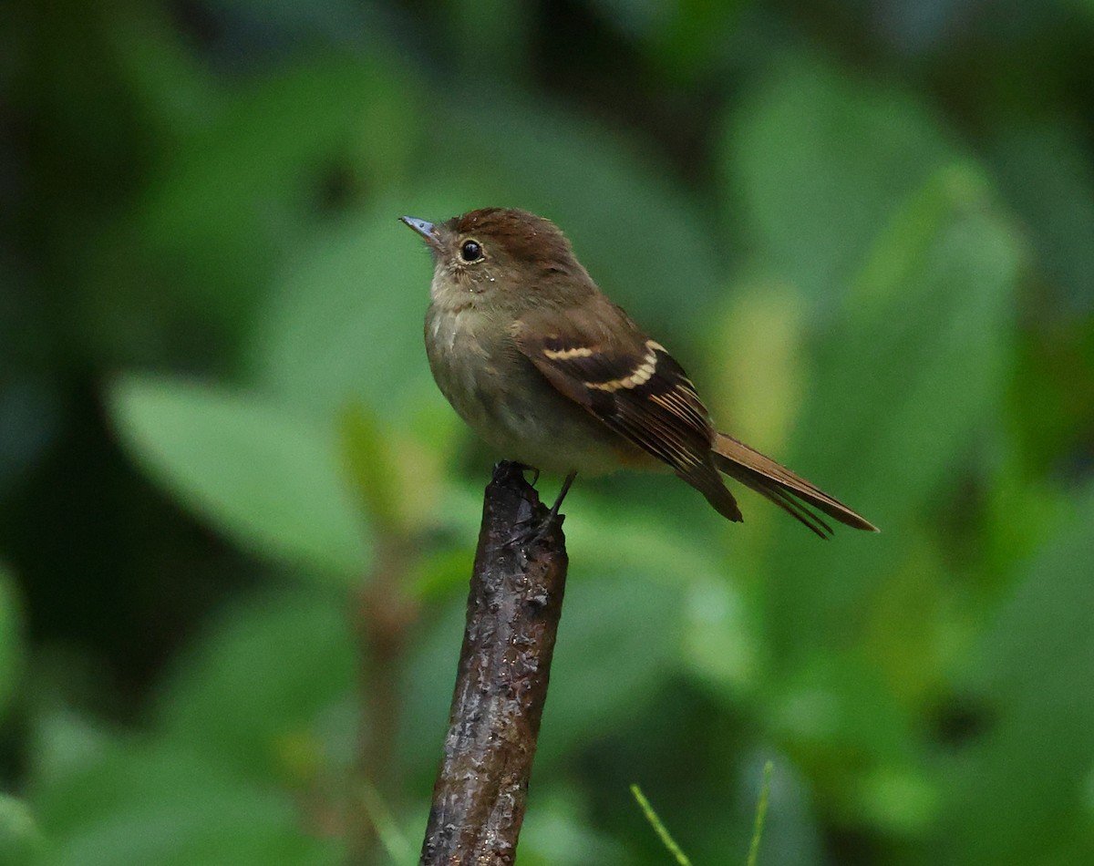Euler's Flycatcher - ML646212771