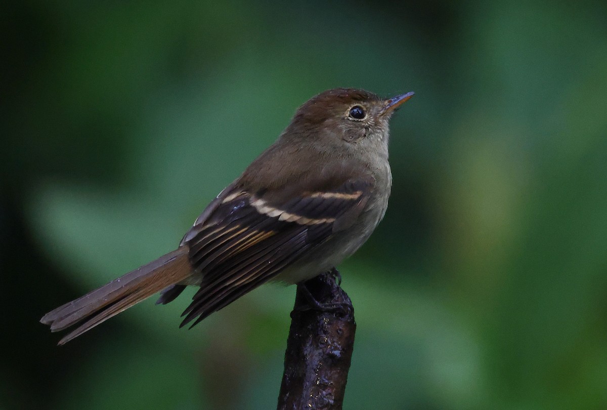 Euler's Flycatcher - ML646212772