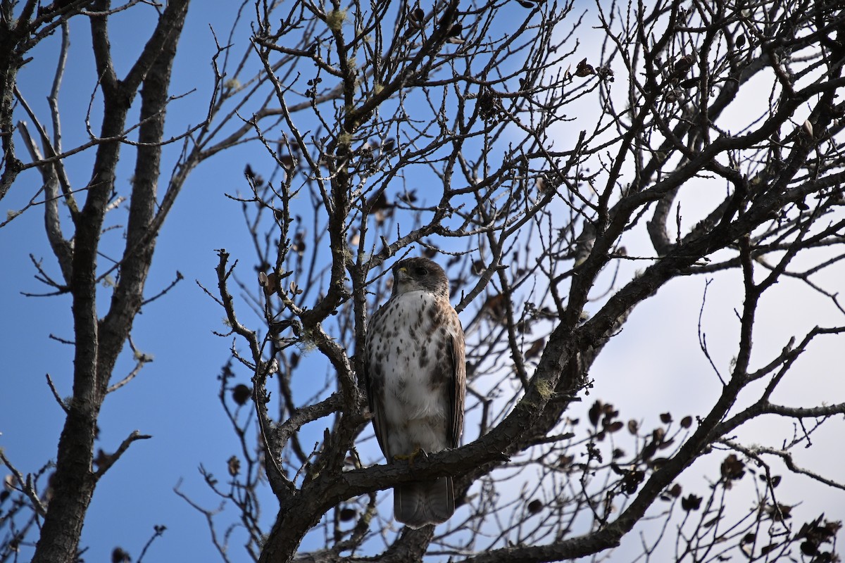 Hawaiian Hawk - ML646212773