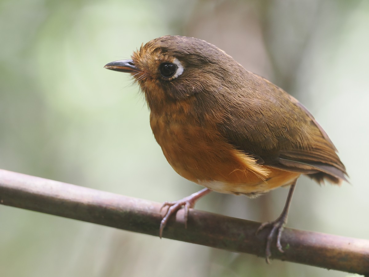 Leymebamba Antpitta - ML646212774