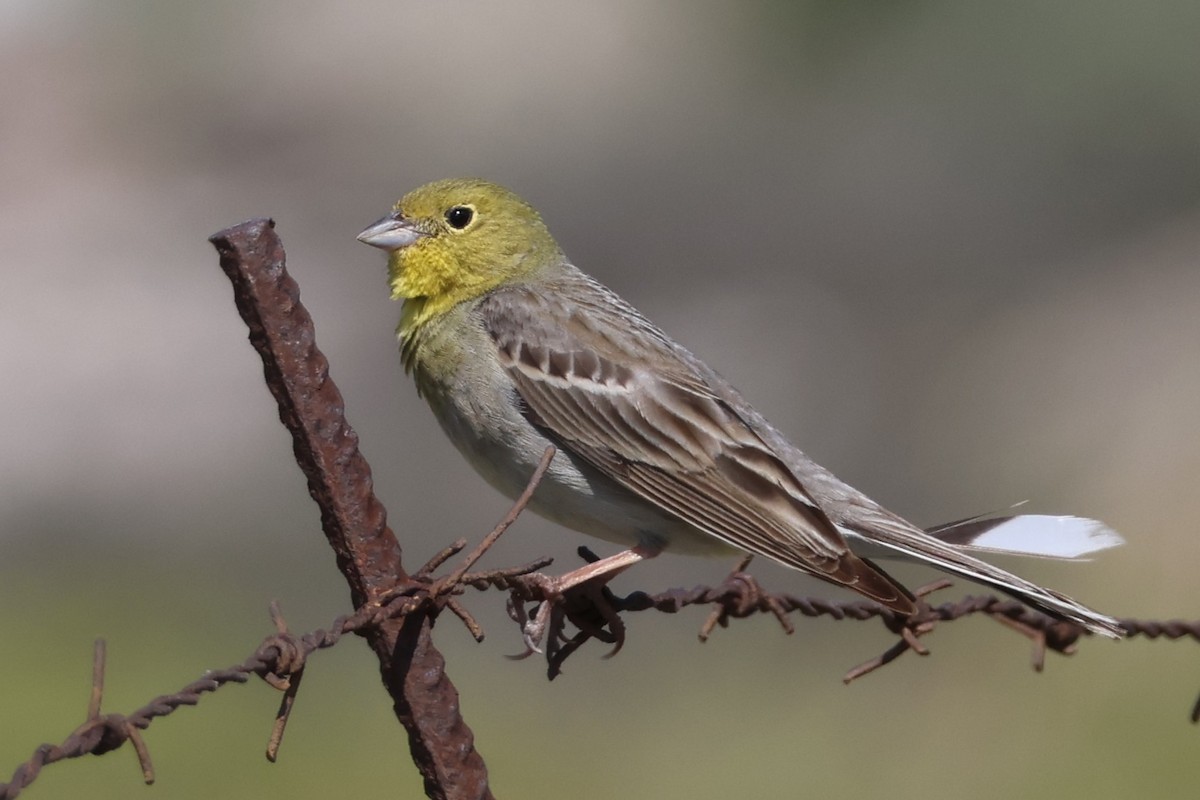Cinereous Bunting (Gray-bellied) - ML646212775