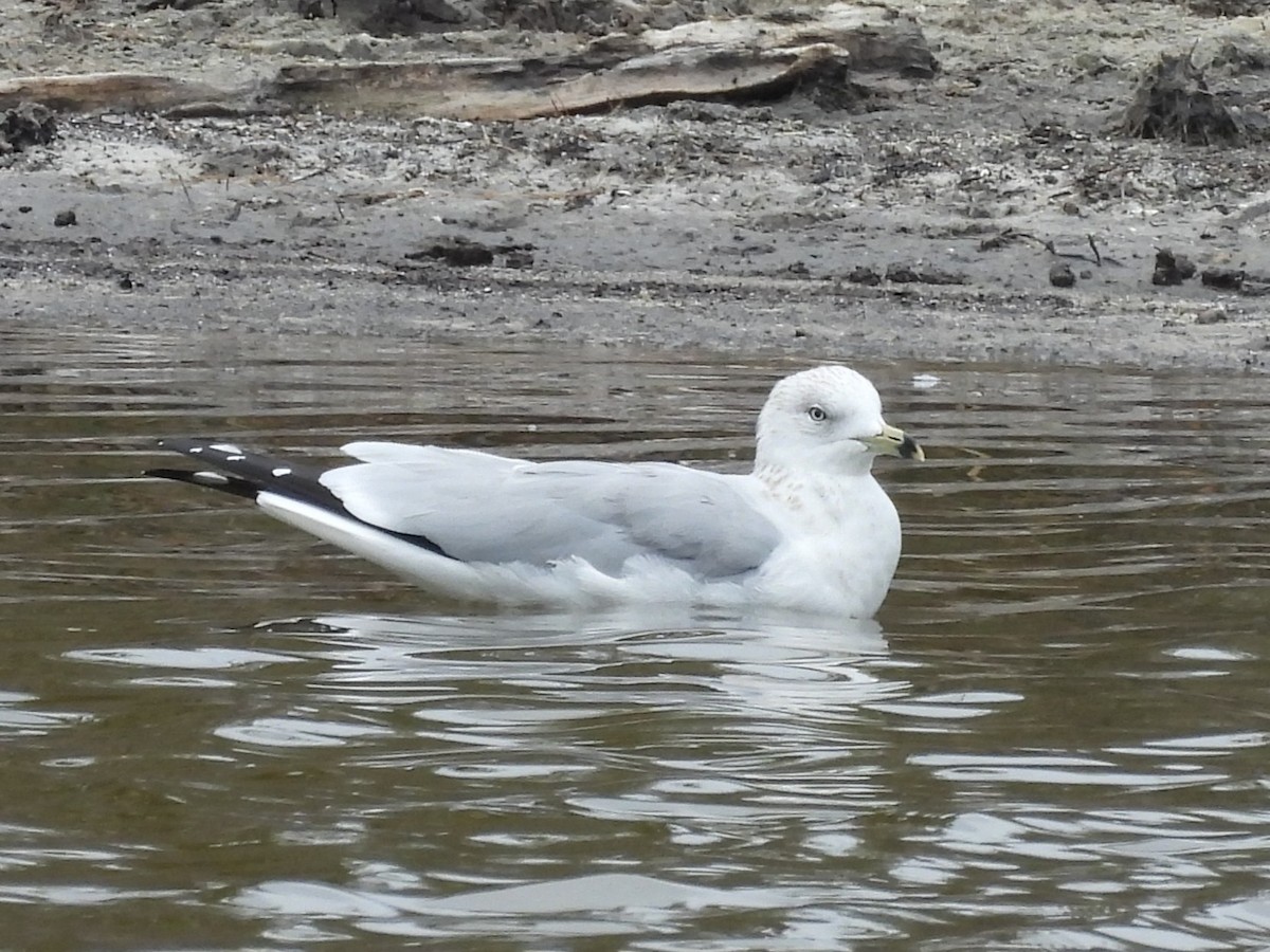 Ring-billed Gull - ML646212776