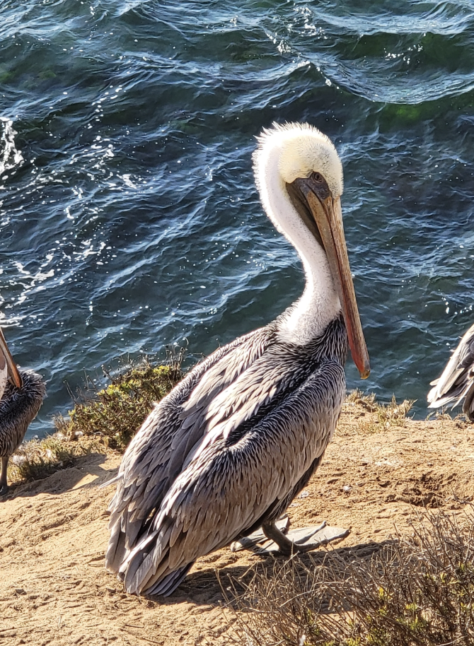 Brown Pelican - ML646212777