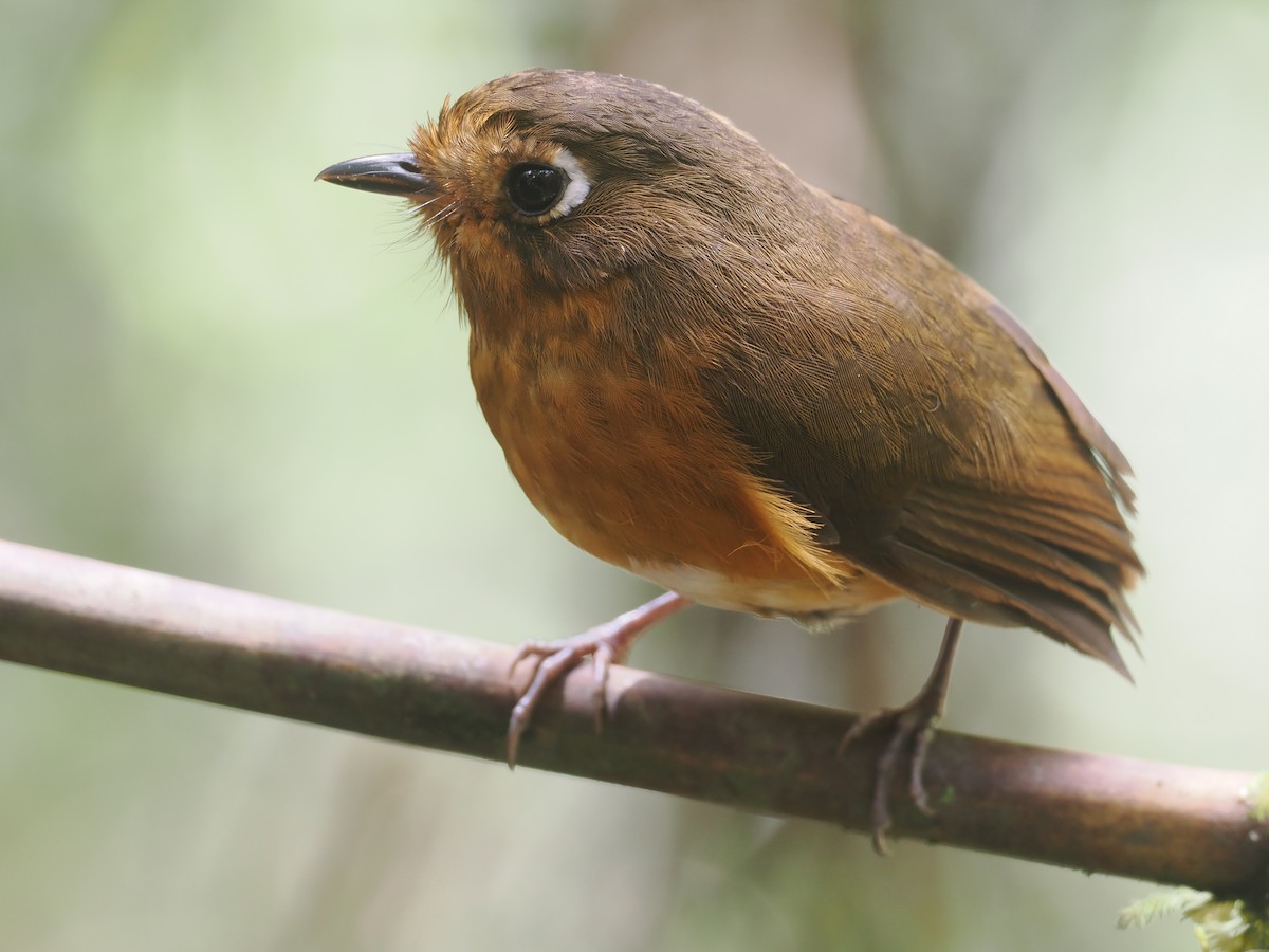 Leymebamba Antpitta - ML646212779