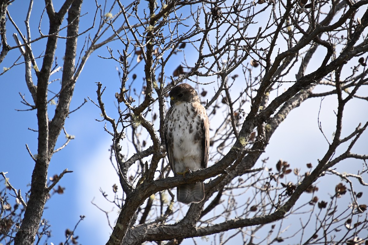 Hawaiian Hawk - ML646212781