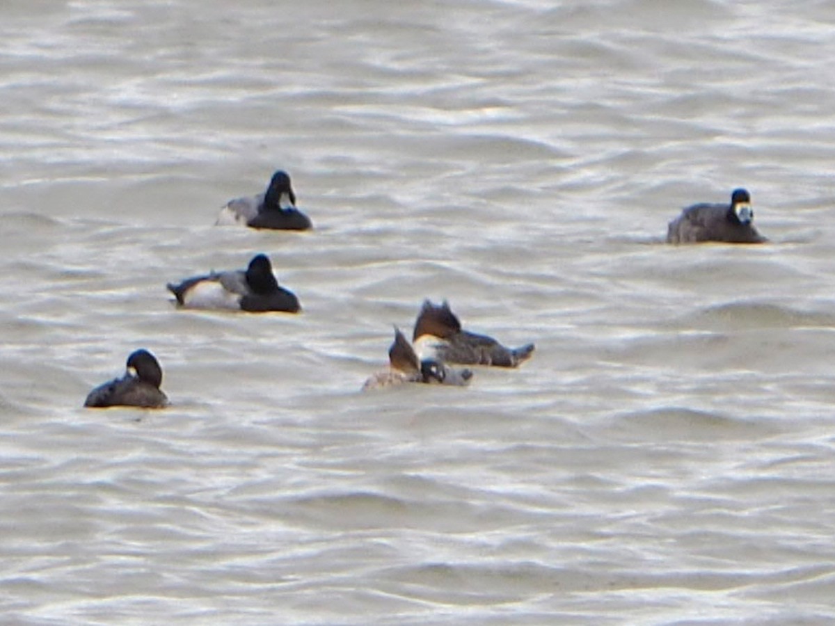 Red-breasted Merganser - ML646212782