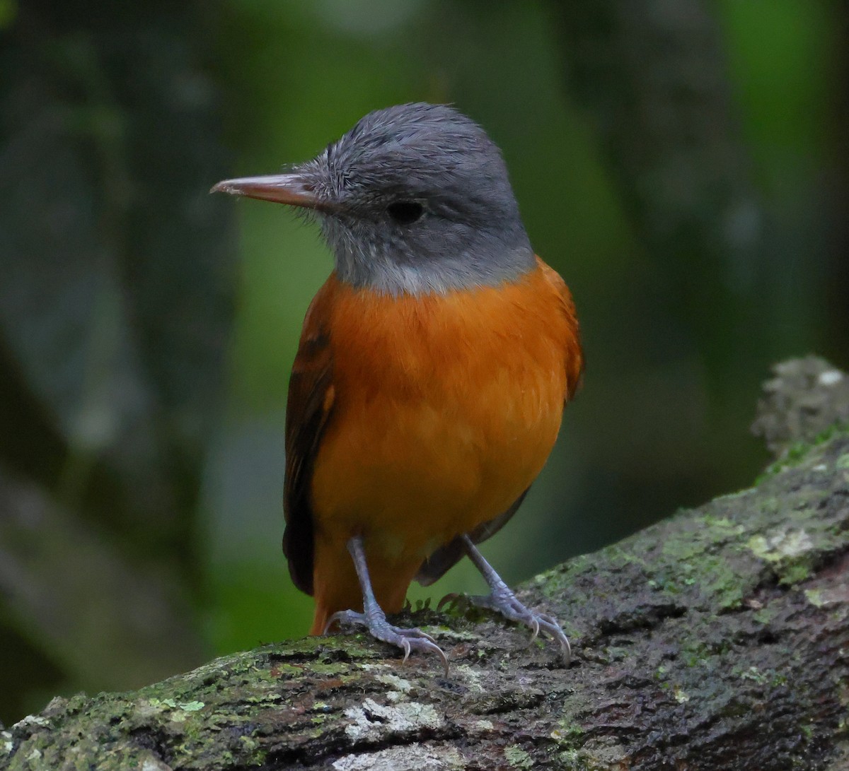 Gray-hooded Attila - ML646212783