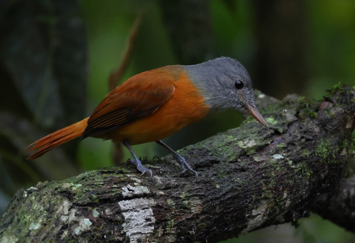 Gray-hooded Attila - ML646212784