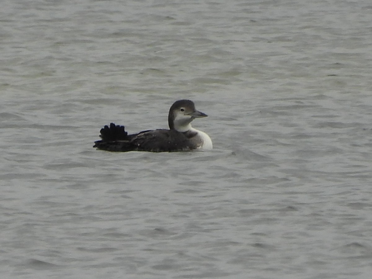 Common Loon - ML646212785