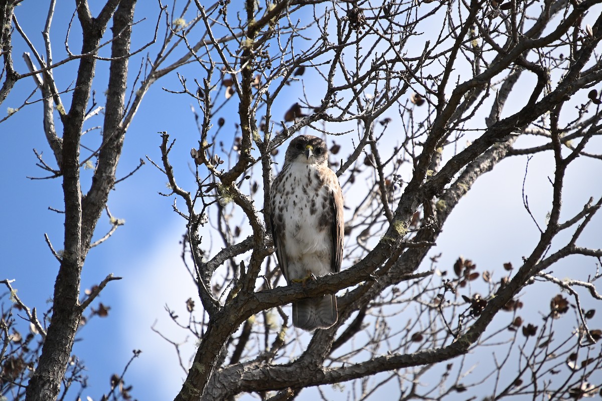 Hawaiian Hawk - ML646212786