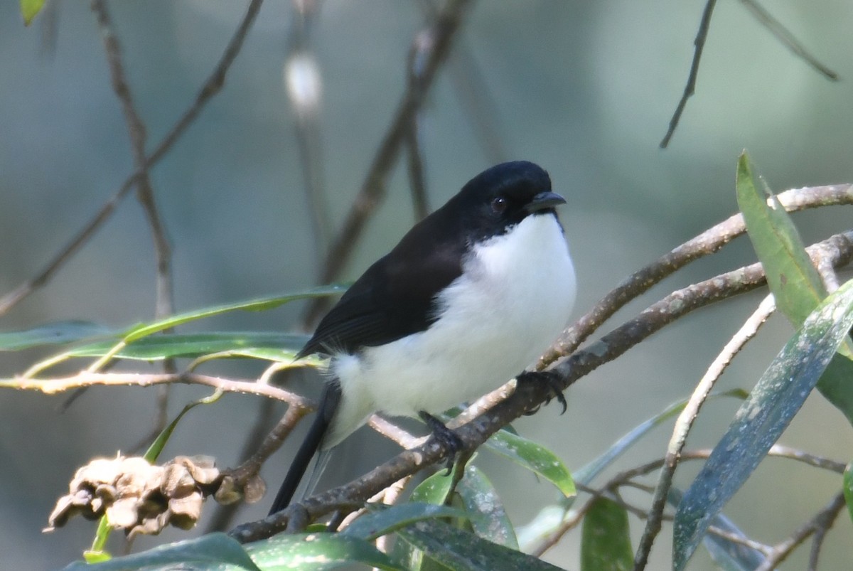 Black-backed Sibia - ML646212787