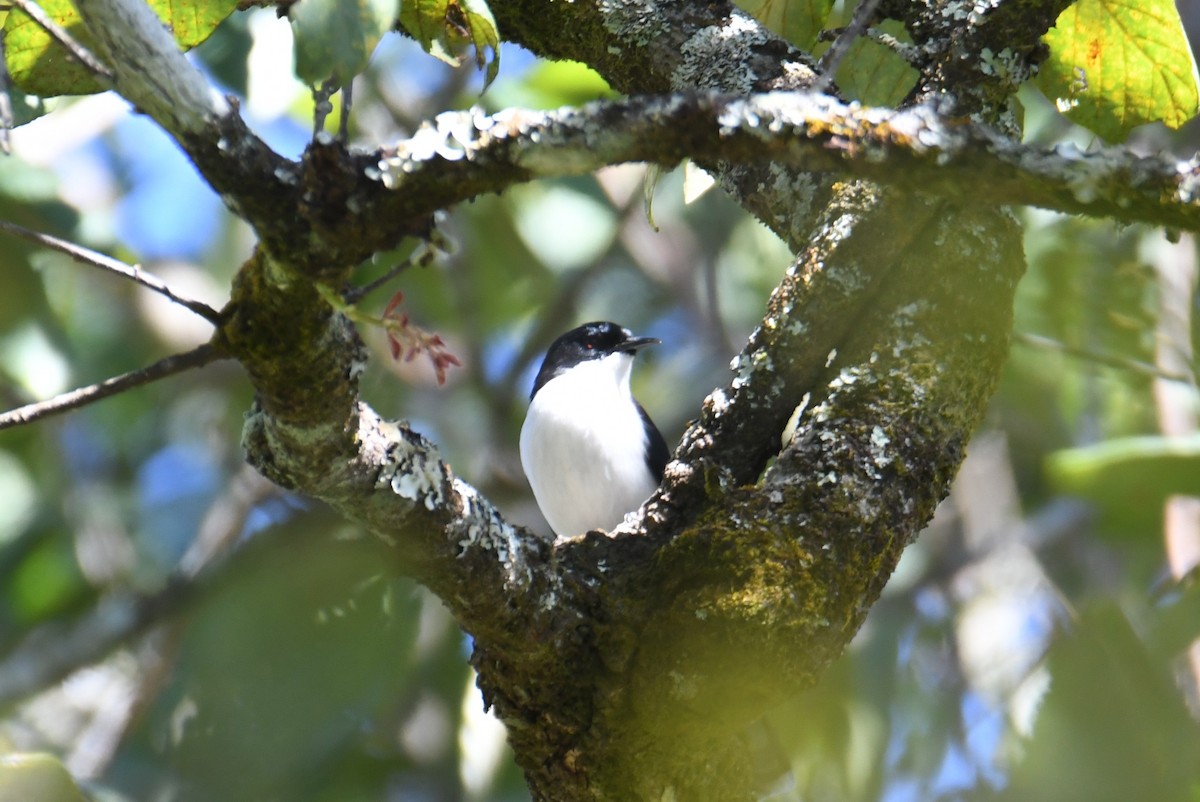 Black-backed Sibia - ML646212788