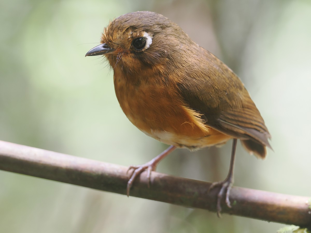 Leymebamba Antpitta - ML646212789