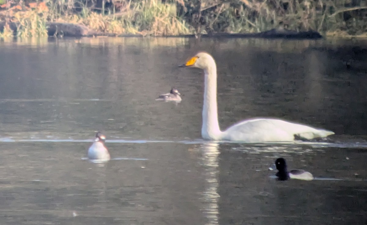 Whooper Swan - ML646212802