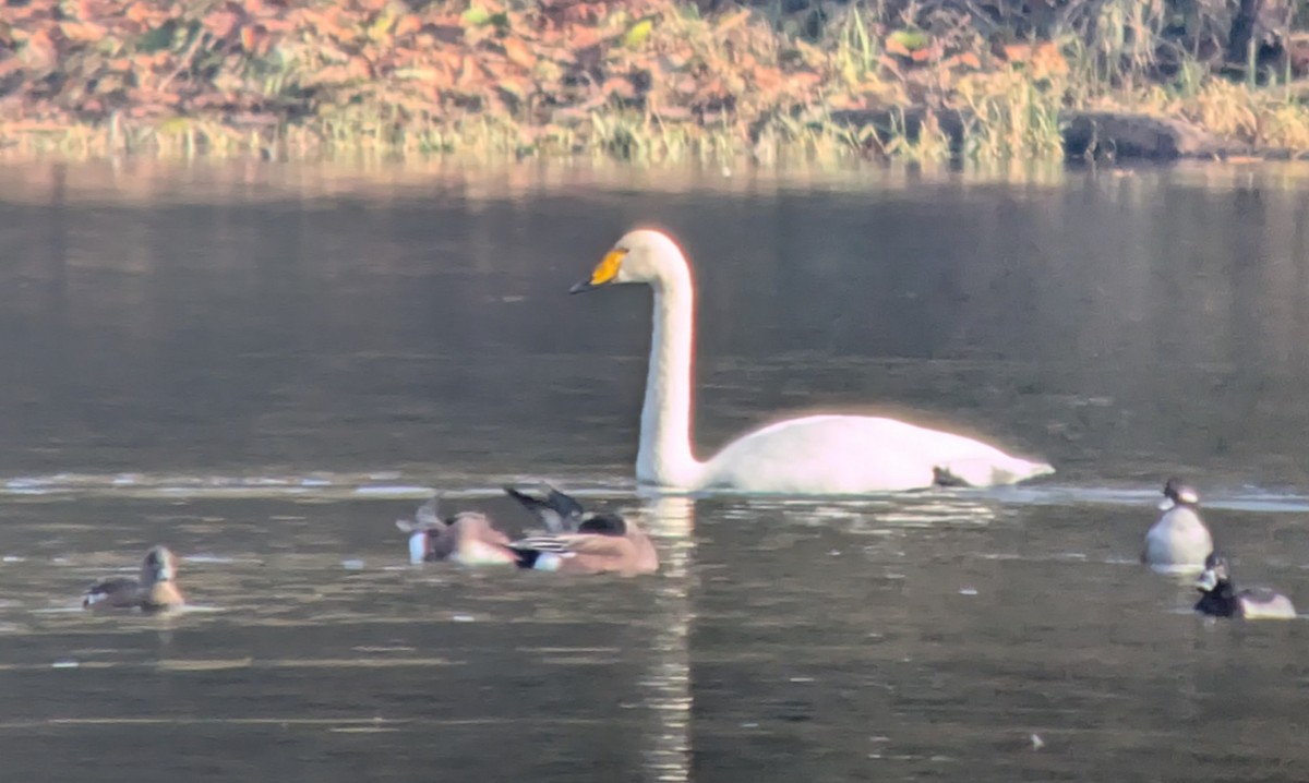 Whooper Swan - ML646212803