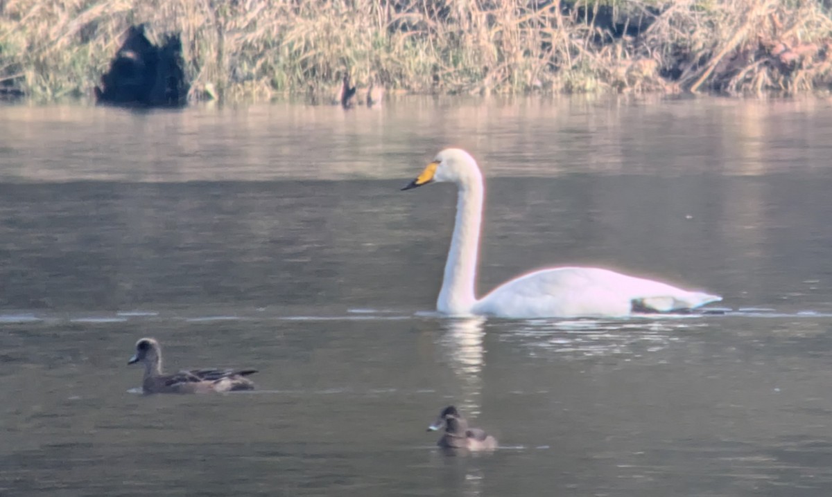 Whooper Swan - ML646212804
