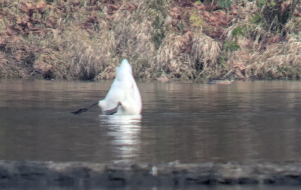 Whooper Swan - ML646212805