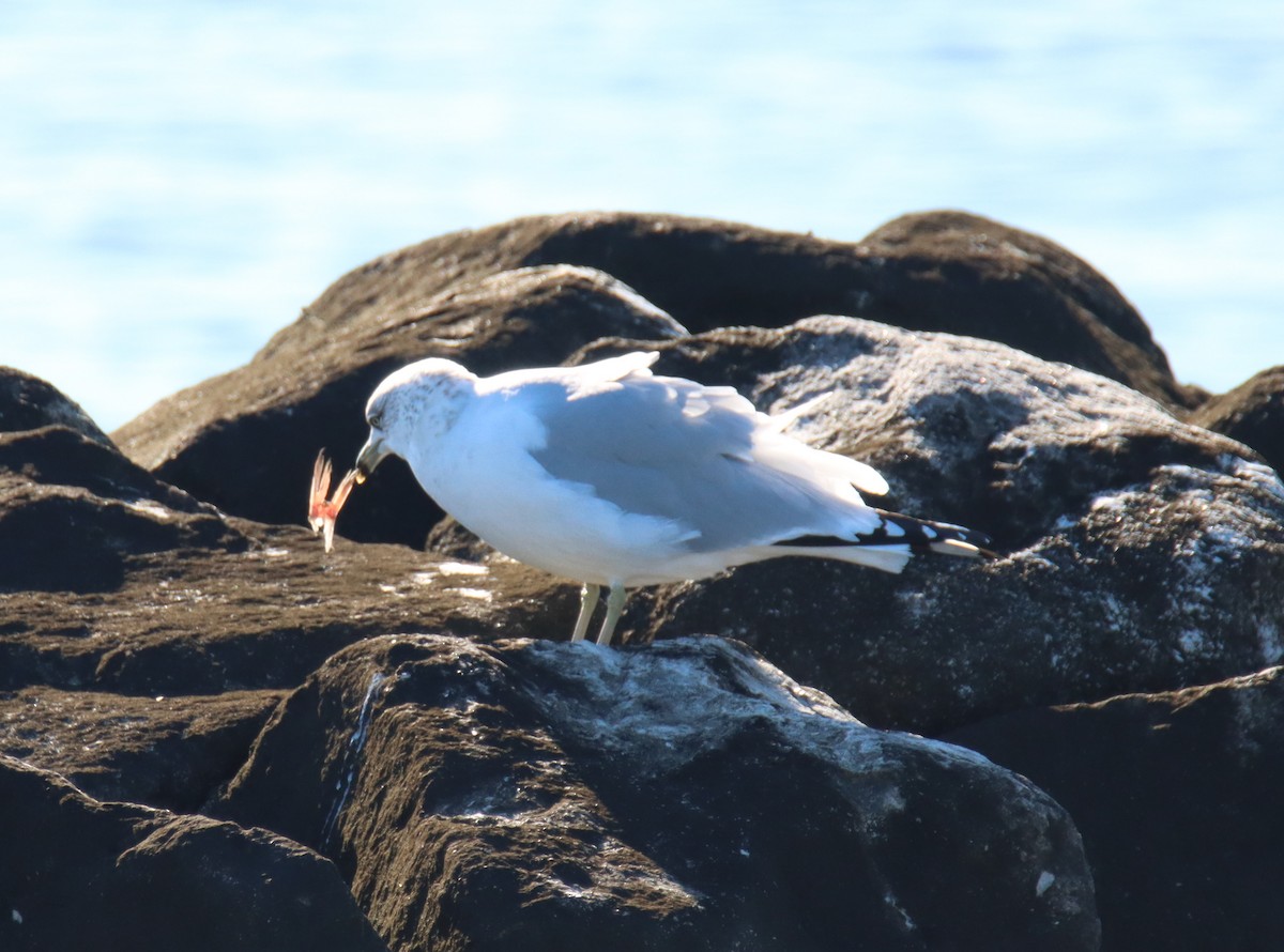 Ring-billed Gull - ML646212810