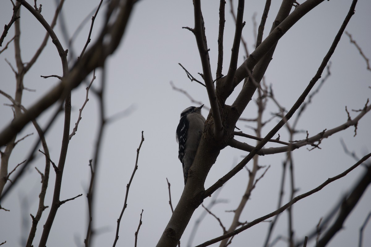 Downy Woodpecker - ML646212811