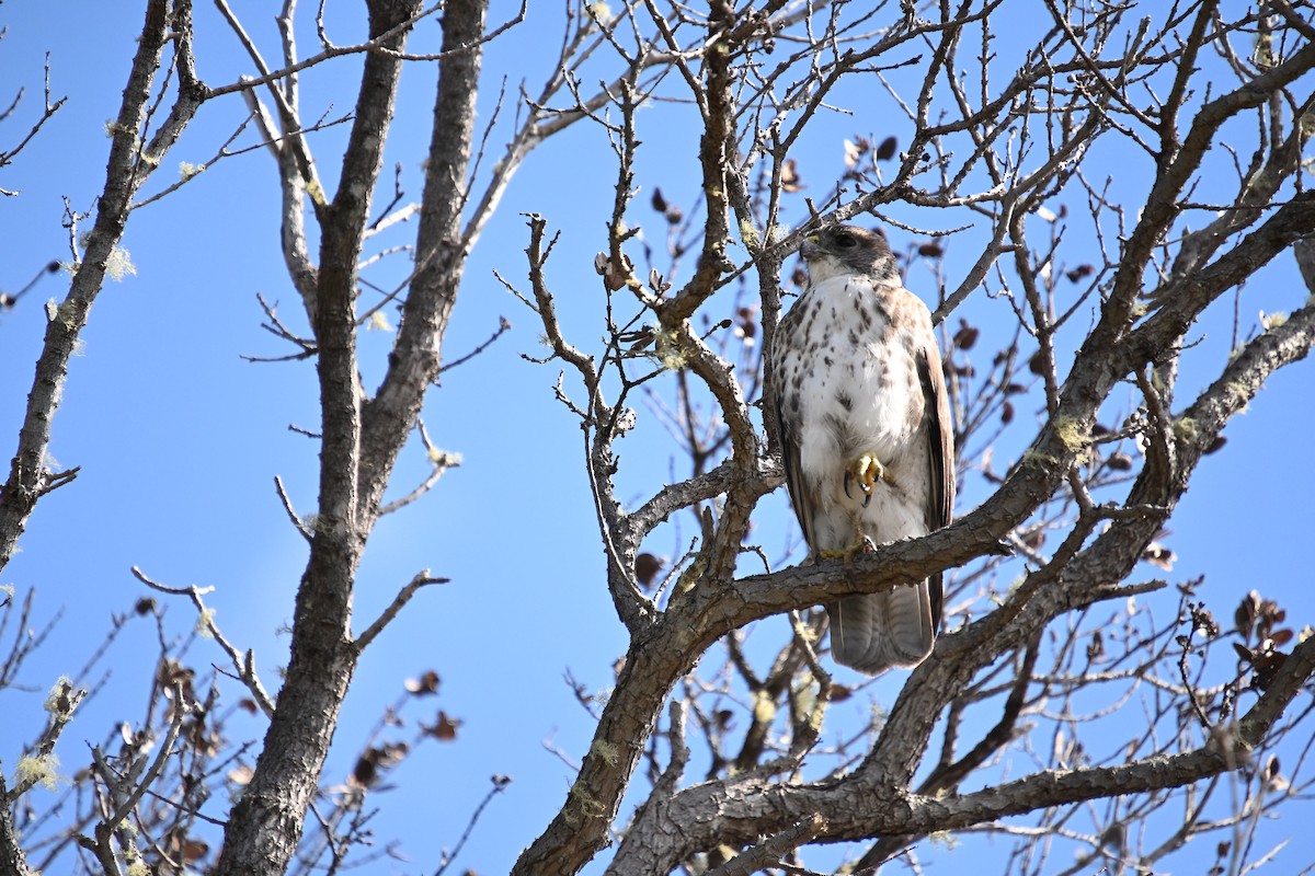 Hawaiian Hawk - ML646212819