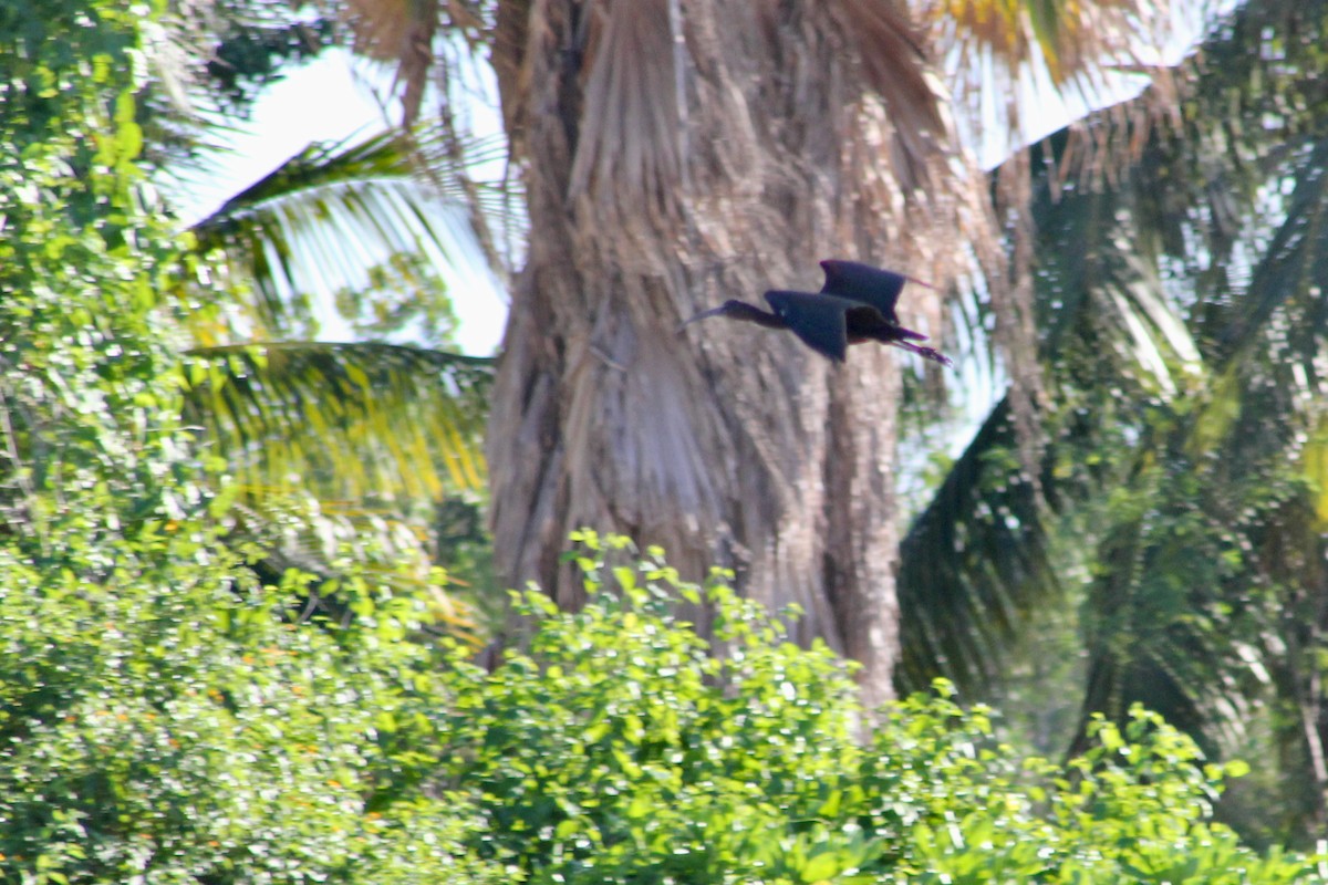 Glossy Ibis - ML646212820