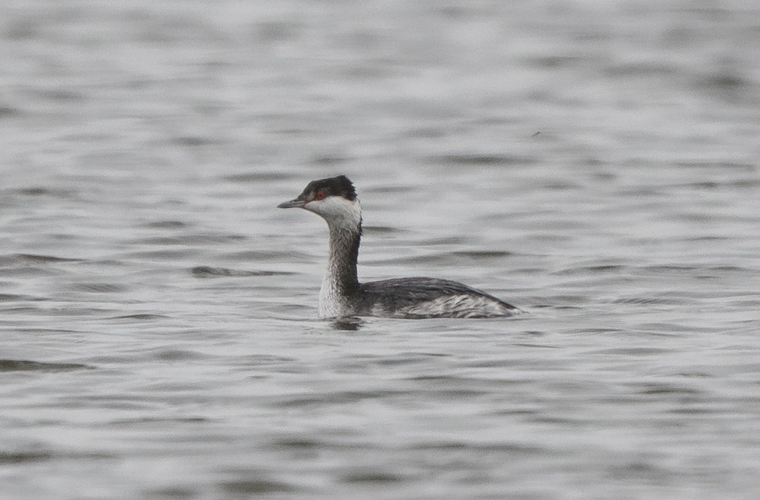 Красношейная поганка - ML646212821