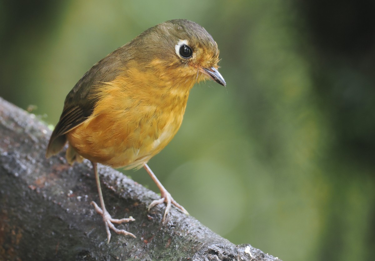 Leymebamba Antpitta - ML646212822