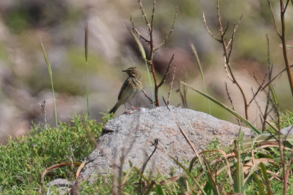 Tree Pipit - ML646212824