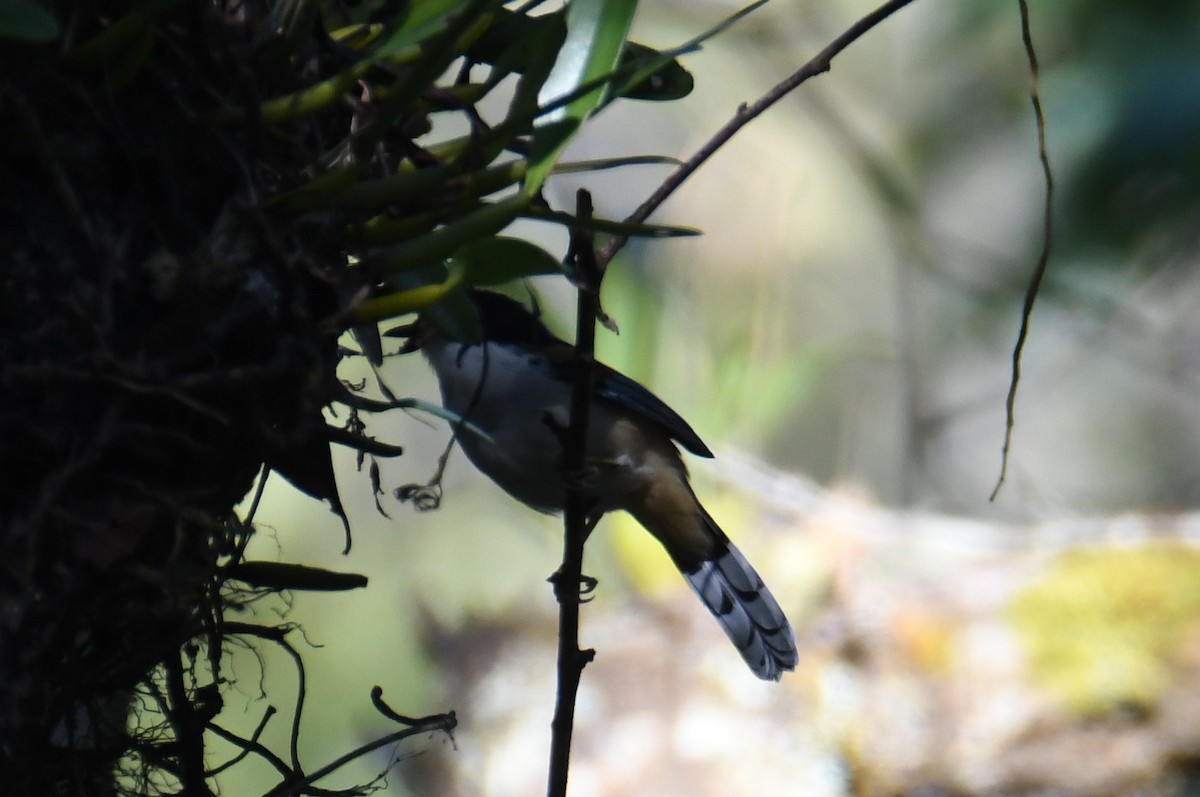 Rufous-backed Sibia - ML646212825