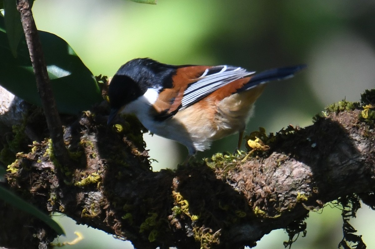 Rufous-backed Sibia - ML646212826