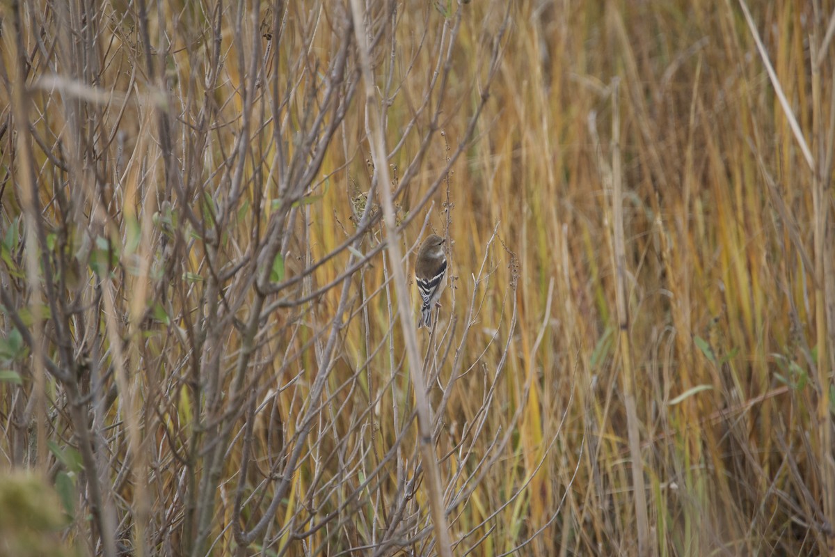 American Goldfinch - ML646212828