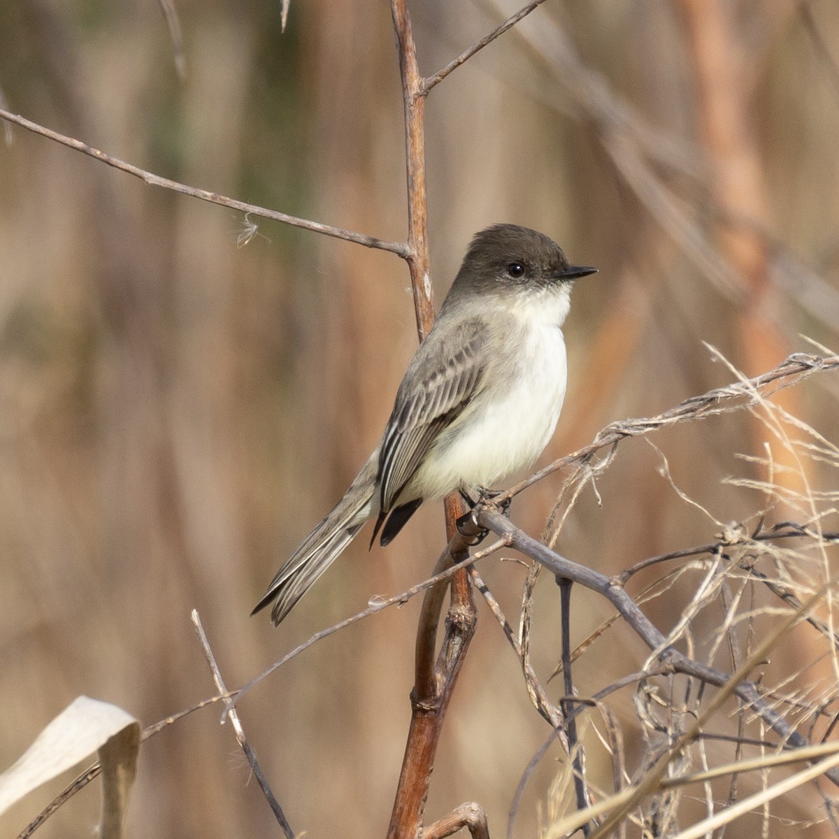 Eastern Phoebe - ML646212829