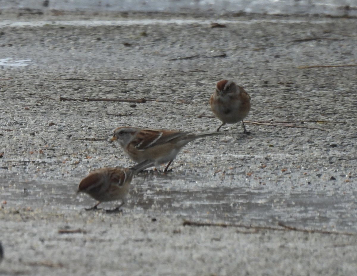 Hudson Körfezi Serçesi - ML646212830