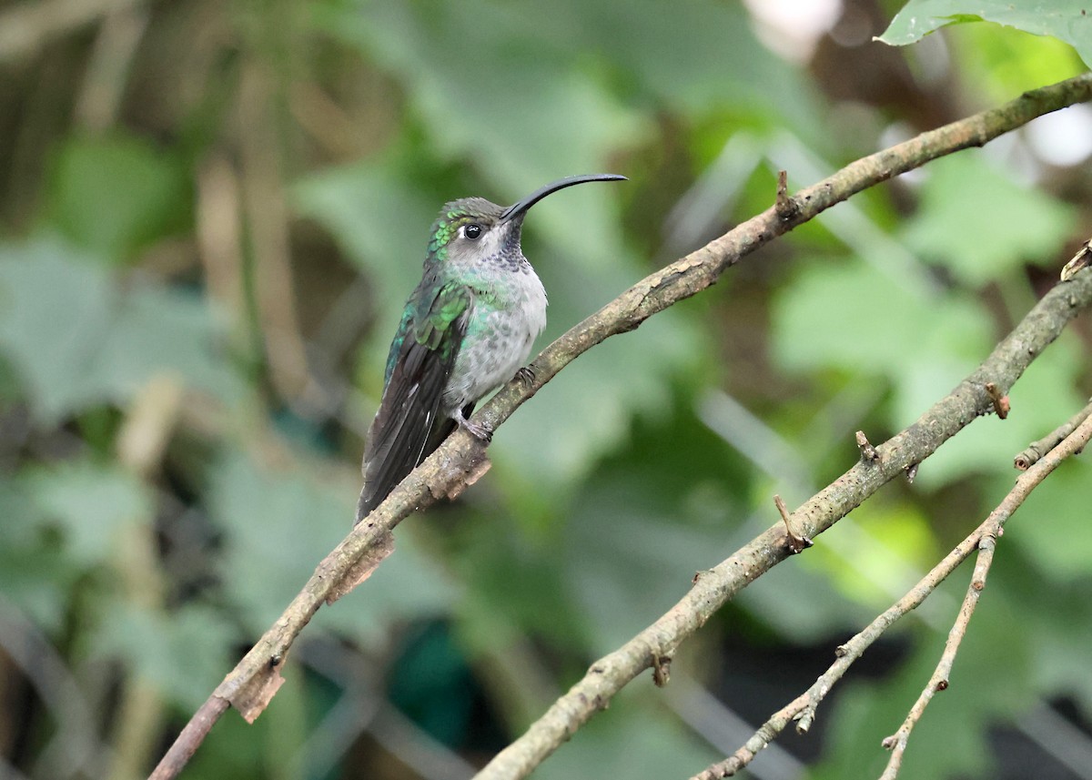 Violet Sabrewing - ML646212831