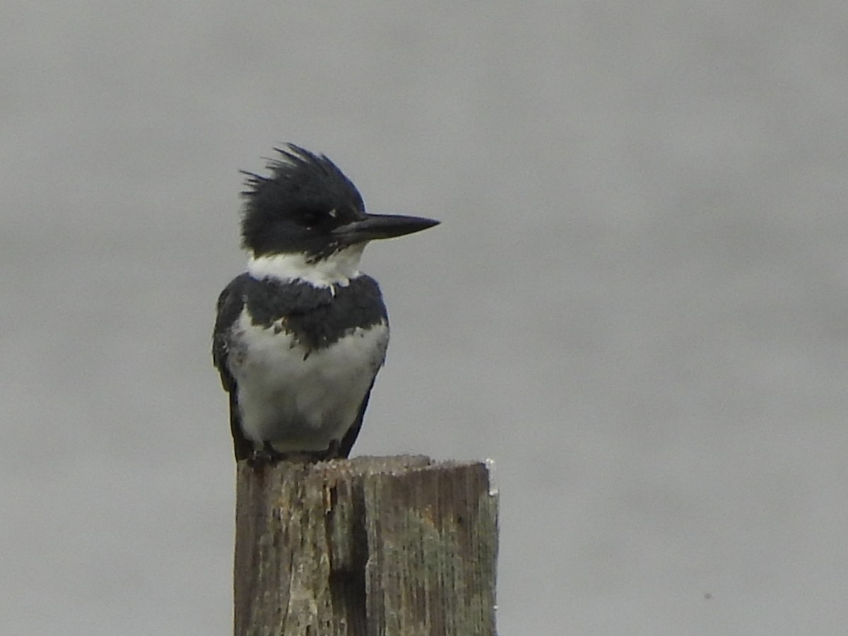 Martin handi iparramerikarra - ML646212832