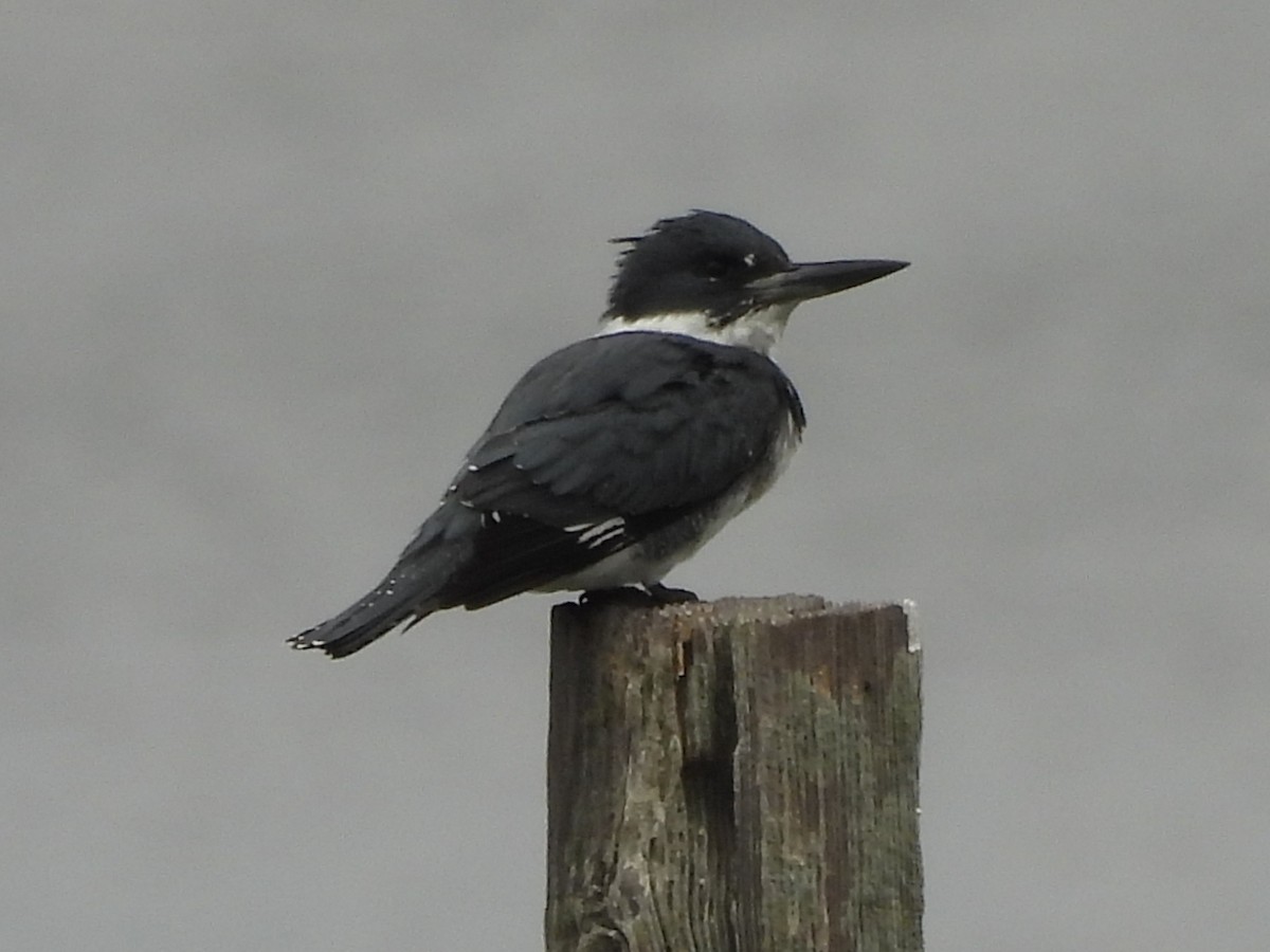 Martin handi iparramerikarra - ML646212833