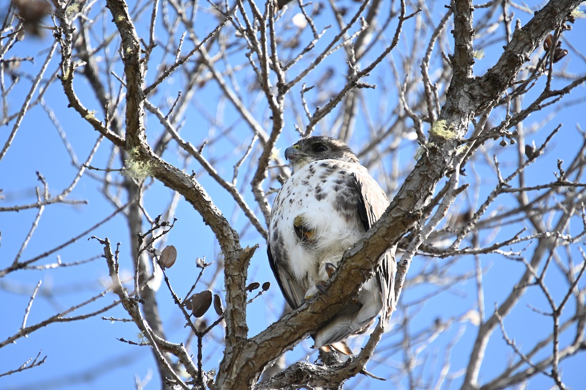 Hawaiian Hawk - ML646212835