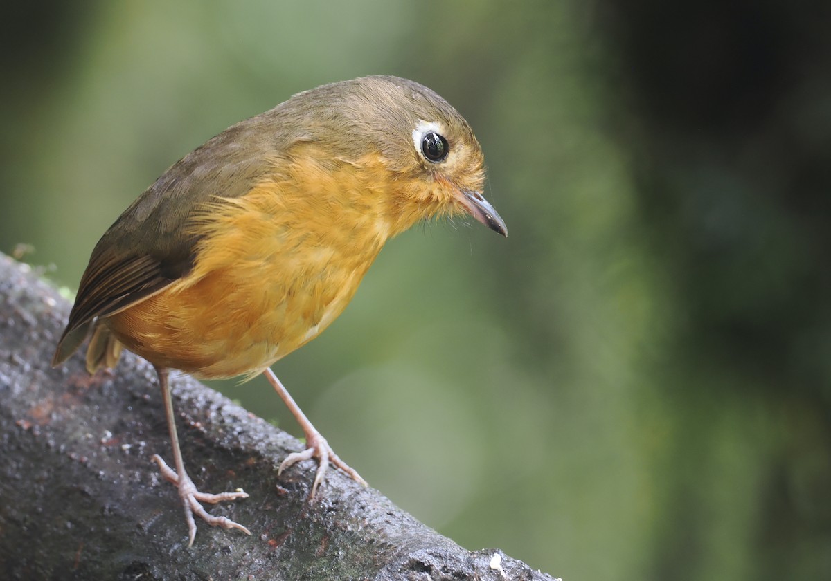 Leymebamba Antpitta - ML646212836