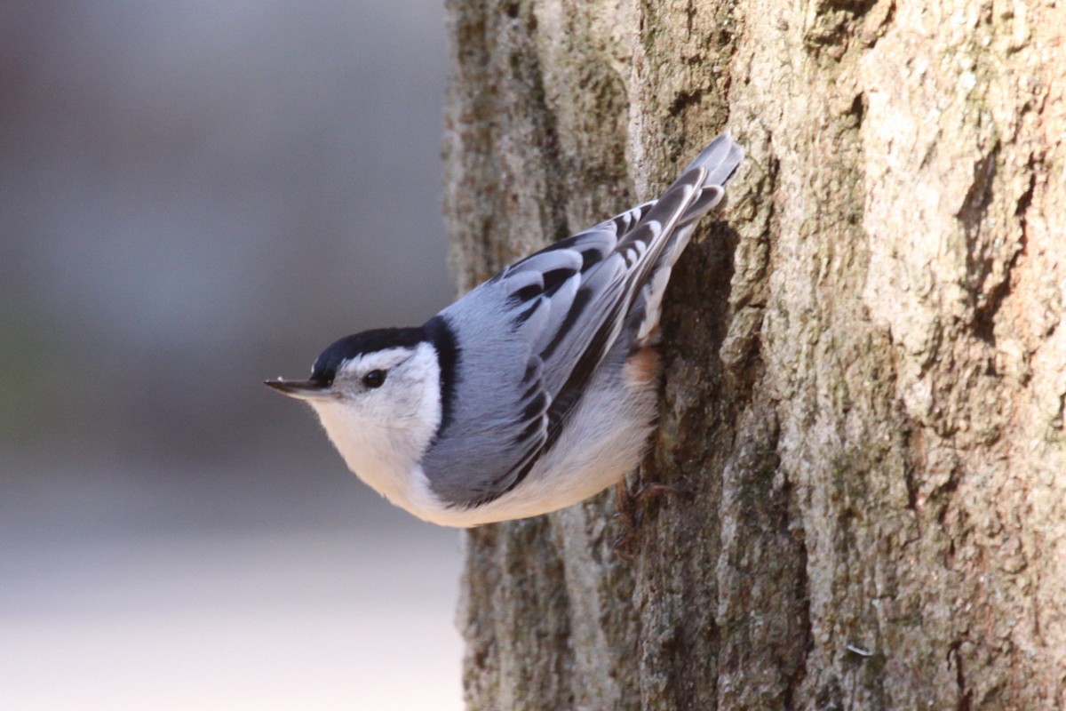 Sittelle à poitrine blanche - ML646212837