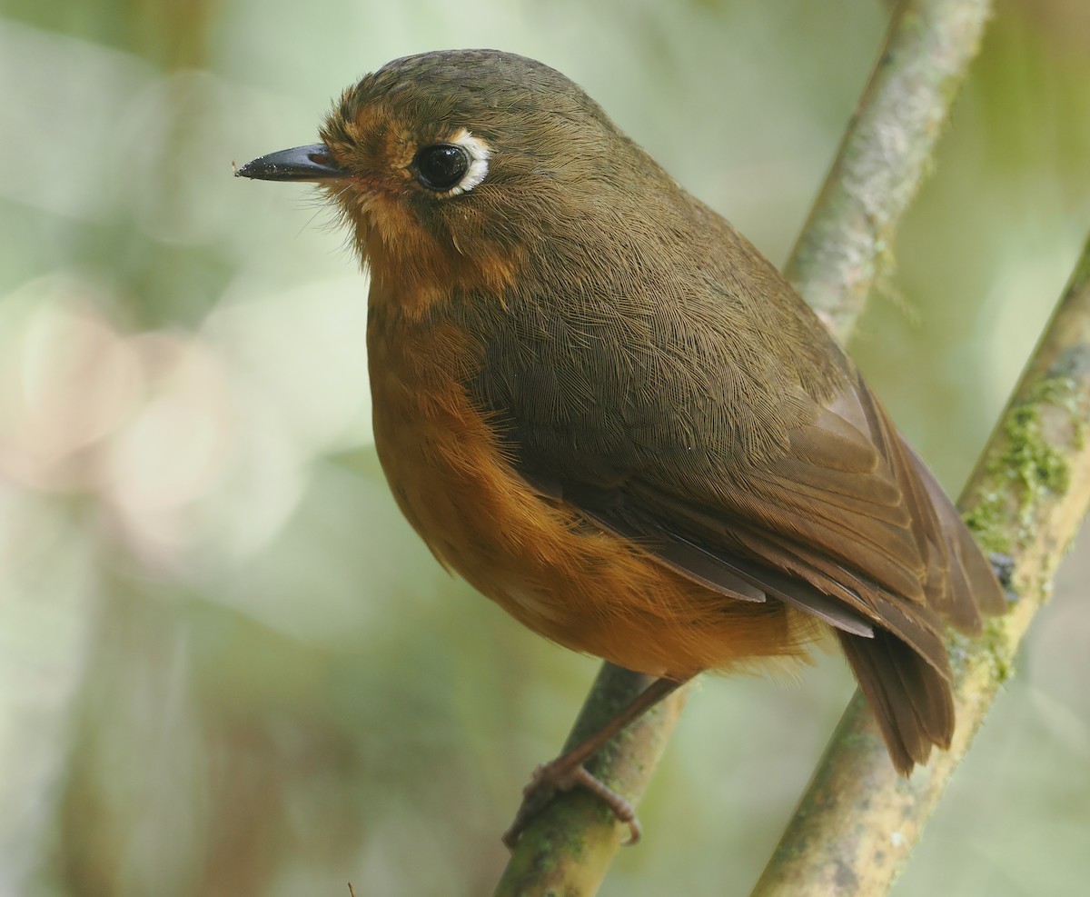 Leymebamba Antpitta - ML646212840