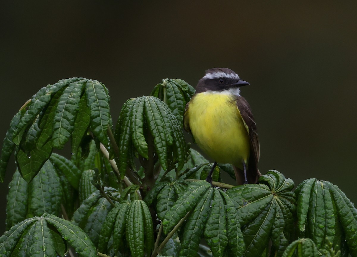 Tyran sociable - ML646212841