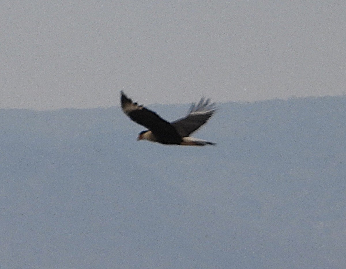 Crested Caracara - ML646212842