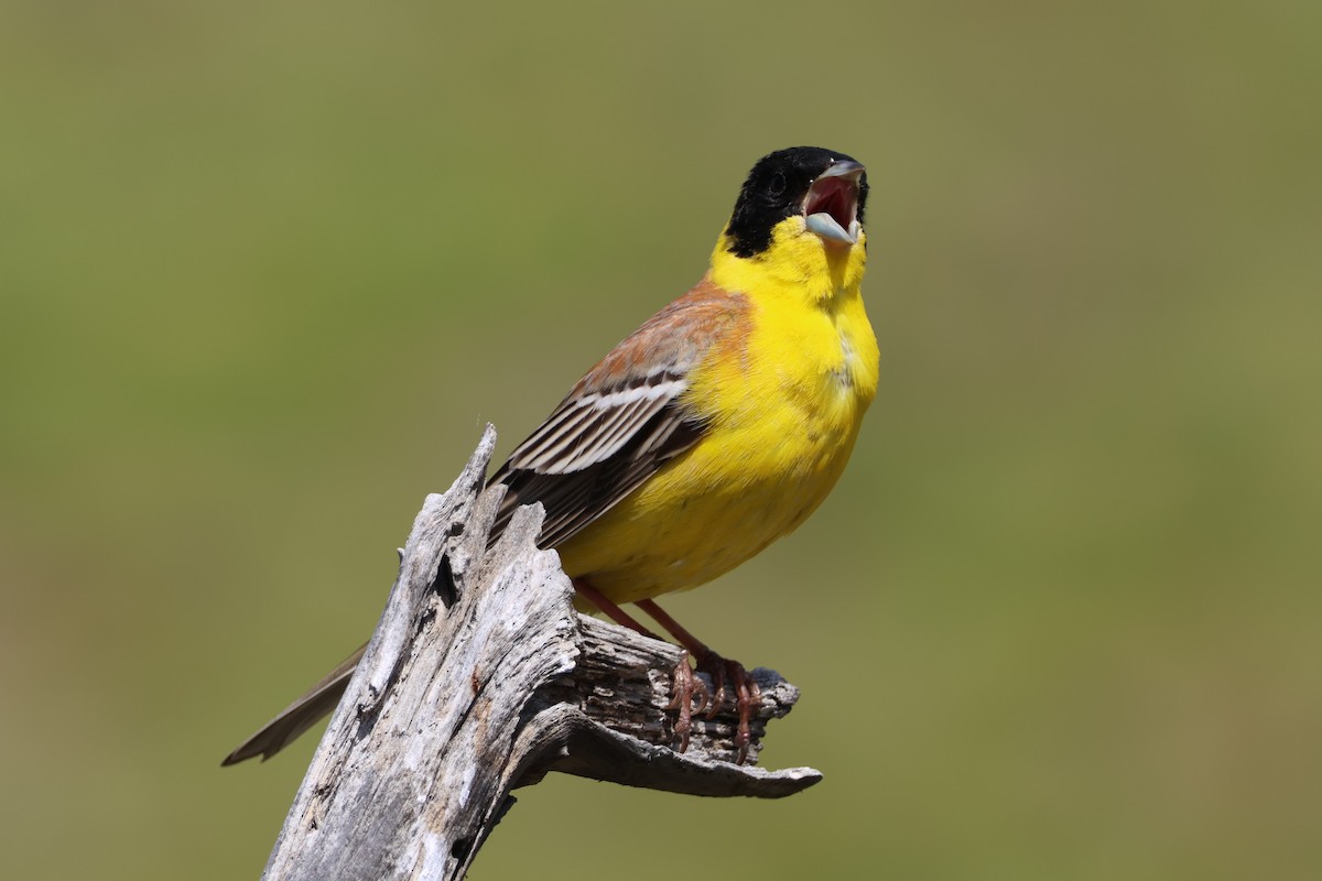 Black-headed Bunting - ML646212843