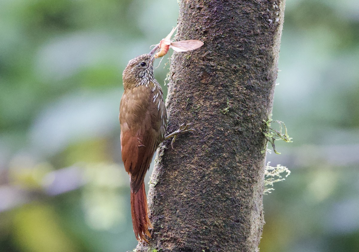 Dağ Tırmaşık - ML646212844