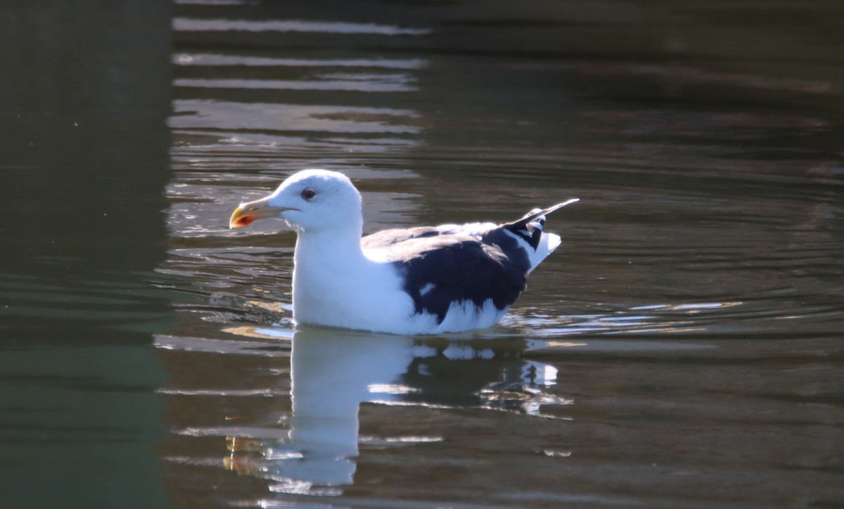 Büyük Kara Sırtlı Martı - ML646212847