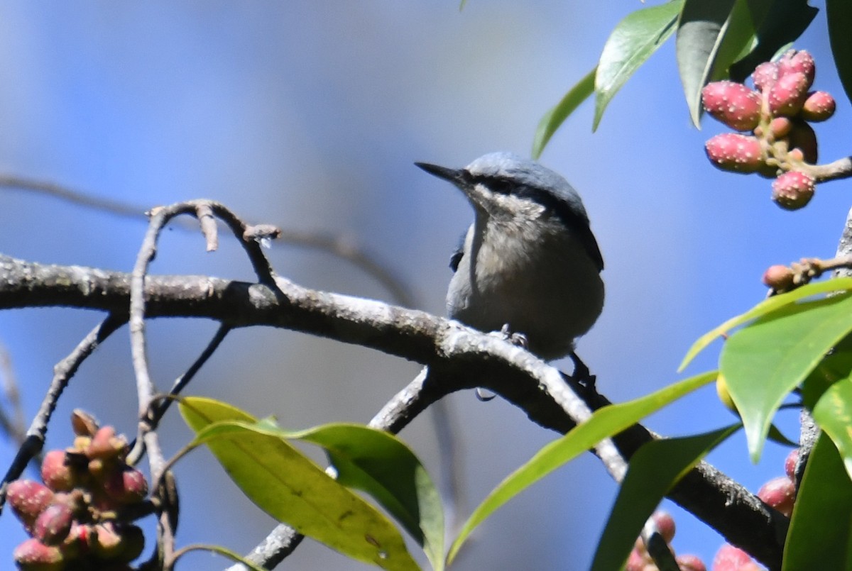 Chestnut-vented Nuthatch - ML646212849