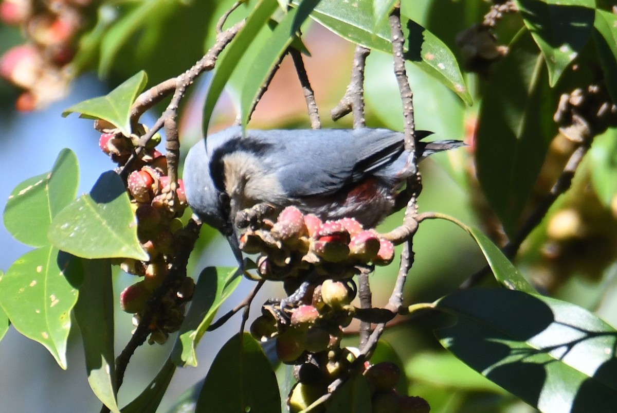 Chestnut-vented Nuthatch - ML646212850